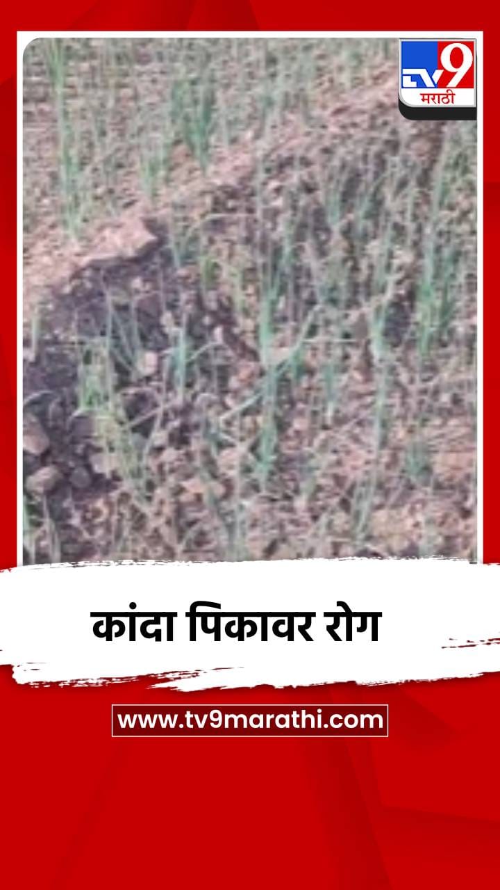 कांदा पिकावर करपा रोगाचा धोका, उत्पादनात घट होण्याची शक्यता