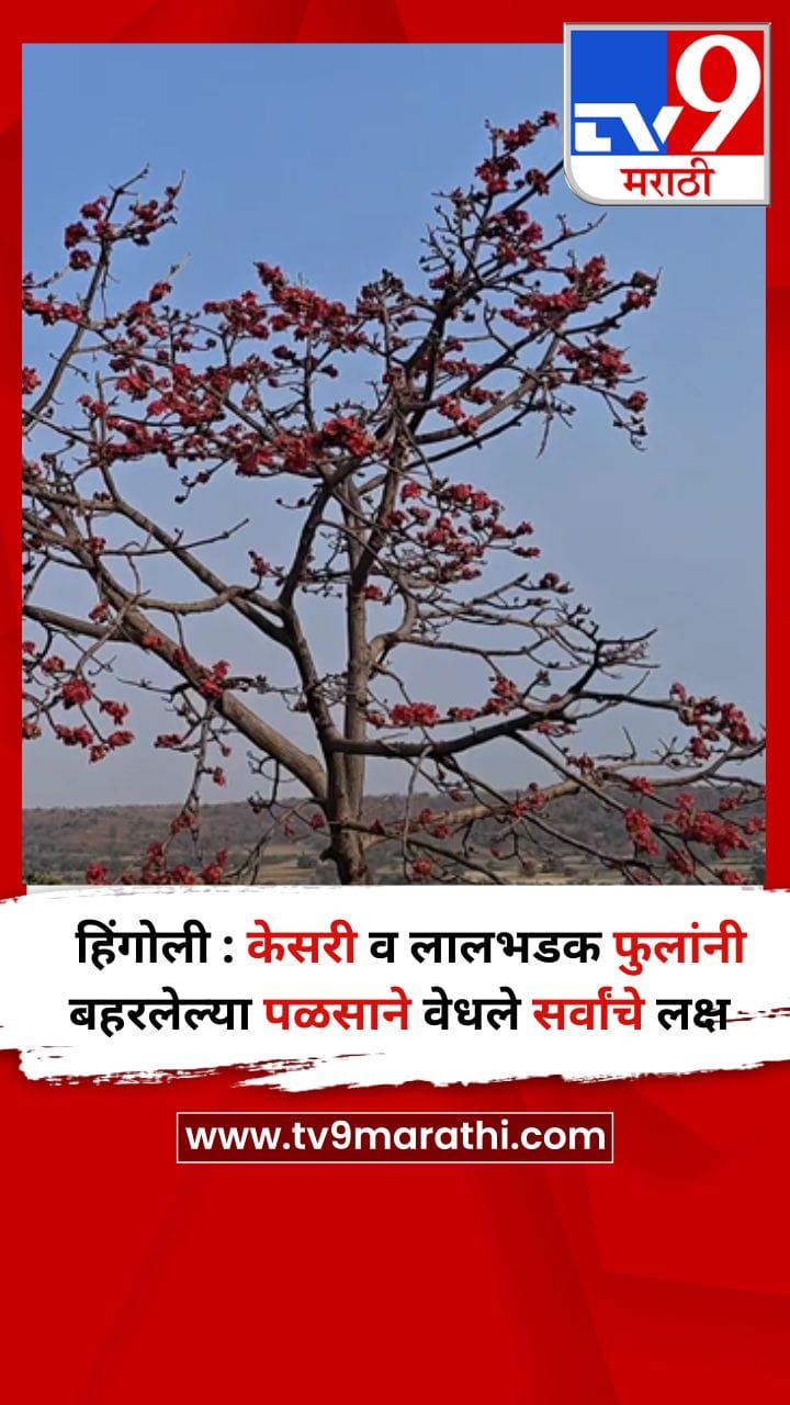 हिंगोली : केसरी व लालभडक फुलांनी बहरलेल्या पळसाने वेधले सर्वांचे लक्ष