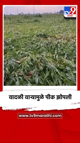 वादळी वाऱ्यामुळे पीक झोपली, पिकांच मोठं नुकसान