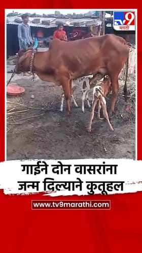 गाईने दोन वासरांना जन्म दिल्याने कुतूहल