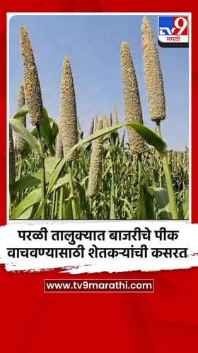 परळी तालुक्यात बाजरीचे पीक वाचवण्यासाठी शेतकऱ्यांची कसरत.