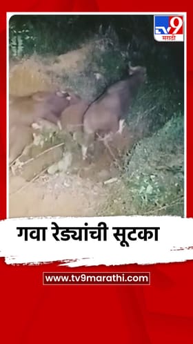 विहिरीत पडलेल्या पाच गव्या रेड्यांना वनविभागाने दिले जीवदान.