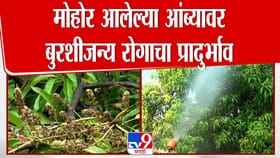 मोहोर आलेल्या आंब्यावर बुरशीजन्य रोगाचा प्रादुर्भाव! शेतकरी संकटात