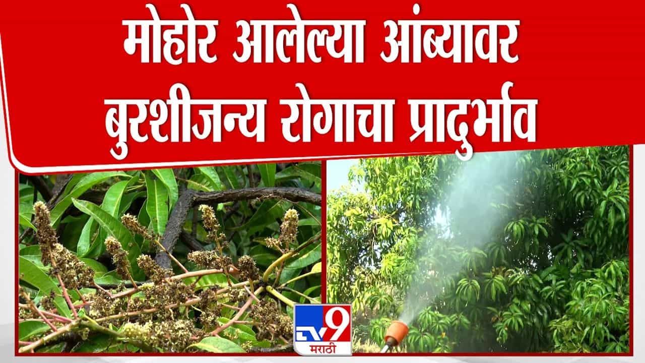 मोहोर आलेल्या आंब्यावर बुरशीजन्य रोगाचा प्रादुर्भाव! शेतकरी संकटात