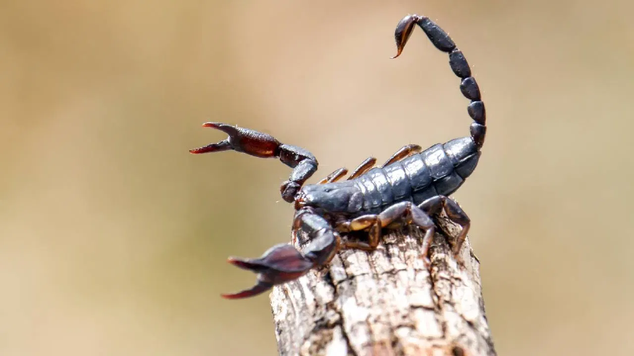 विंचवाचे विष: विंचवाच्या बहुतेक प्रजातींचे विष मानवासाठी प्राणघातक नसते. मात्र, काही विशिष्ट प्रजातींचे विष थेट मज्जासंस्थेवर (Nervous System) परिणाम करते, ज्यामुळे तीव्र वेदना आणि सूज येऊ शकते.