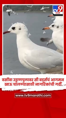 वर्सोवा उड्डाणपुलावर सी बर्ड्सचं आगमन, खाऊ घालण्यासाठी नागरिकांची गर्दी.