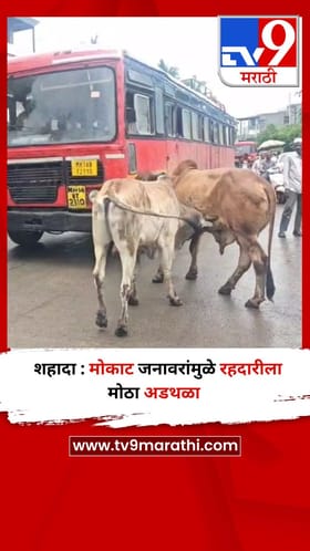 शहादा : मोकाट जनावरांमुळे रहदारीला मोठा अडथळा.