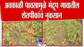 सोलापुरात अवकाळीचा फटका: टोमॅटो, ज्वारी, गहूसह अनेक पिके उद्ध्वस्त