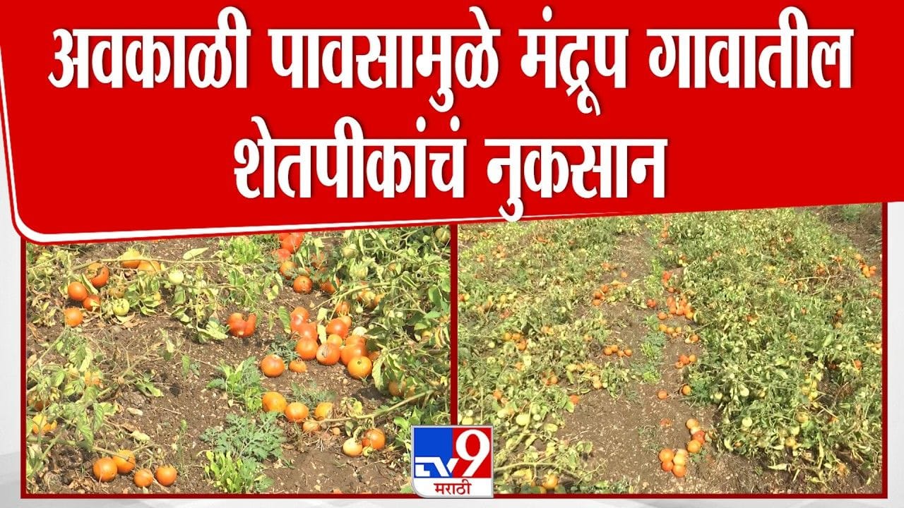 सोलापुरात अवकाळीचा फटका: टोमॅटो, ज्वारी, गहूसह अनेक पिके उद्ध्वस्त सोलापुरात अवकाळीचा फटका: टोमॅटो, ज्वारी, गहूसह अनेक पिके उद्ध्वस्त