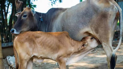 क्रूरतेचा कळस... गाय दूध देत नव्हती म्हणून चक्क... त्या धक्कादायक घटनेने अख्खा देश हादरला