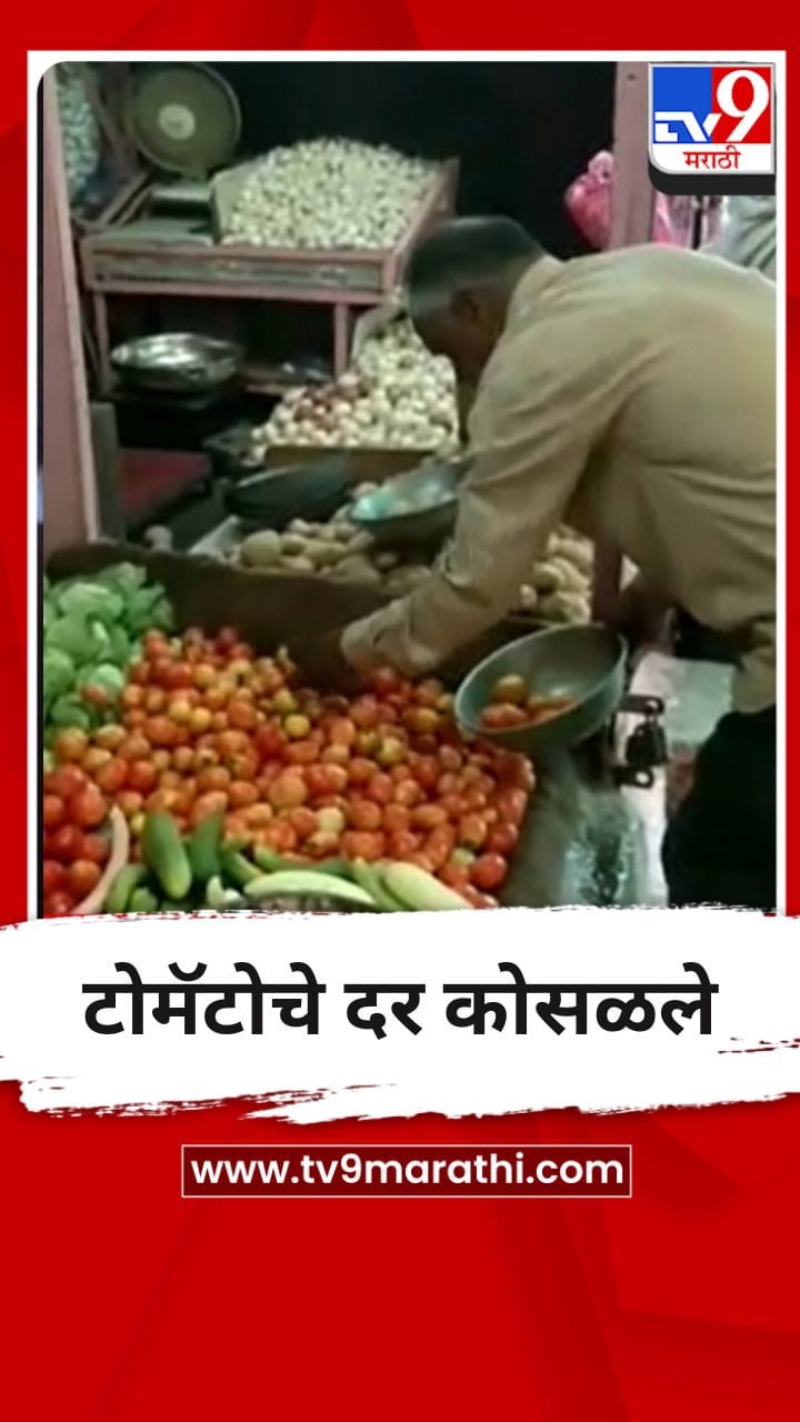 अमरावतीमध्ये टोमॅटोचे दर कोसळले, शेतकरी अडचणीत