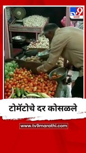 अमरावतीमध्ये टोमॅटोचे दर कोसळले, शेतकरी अडचणीत.