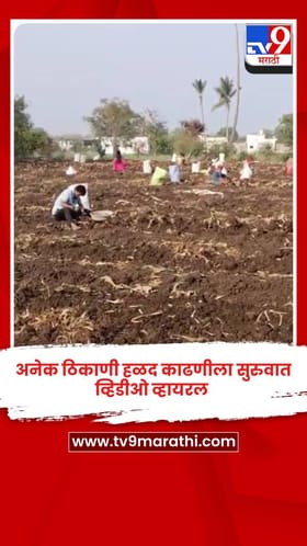 अनेक ठिकाणी हळद काढणीला सुरुवात, व्हिडीओ व्हायरल