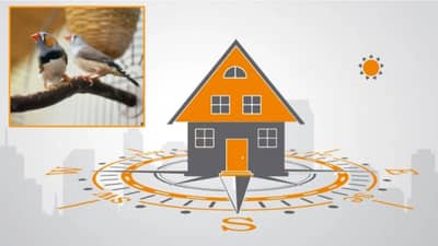 Vastu Shastra : किती कमावला तरी पैसा हातात टिकत नाही? मग घरात या पक्ष्याचा फोटो लावाच, वास्तुशास्त्र काय सांगतं?