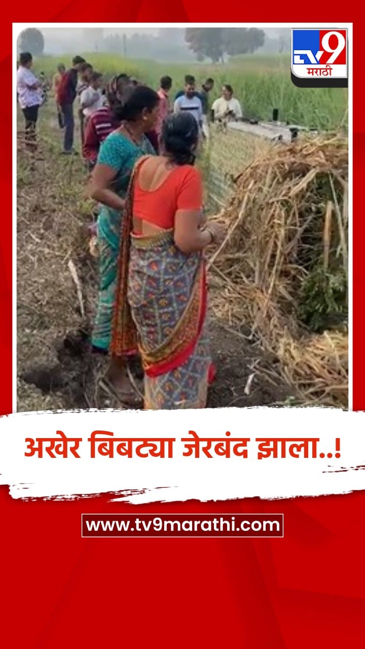 पुणे जिल्ह्यातील घोडेगाव परिसराजवळ बिबट्या अलगद पिंजऱ्यात अडकला