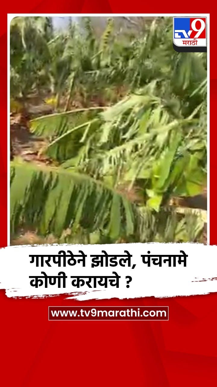 जळगावात जिल्ह्यात गारपीठ, वादळी वाऱ्याने केळीच्या बागा उद्धवस्थ