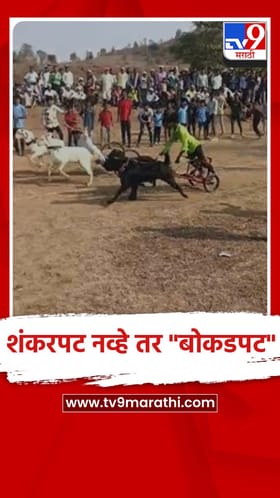 अमरावतीच्या मेळघाटात बैल नव्हे तर चक्क 