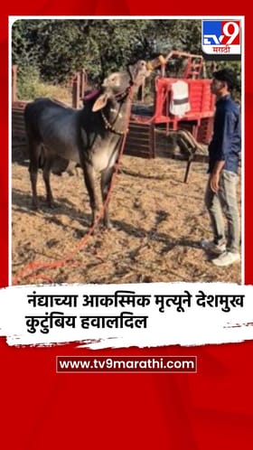 बैल शर्यतीचा केसरी ठरलेल्या नंद्या बैलाचा मृत्यू झाल्याने देशमुख कुटुंबीय दु:खात..