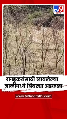 जळगाव:रावेर तालुक्यातील सुदगाव येथे शेतात रानडुकरांसाठी लावलेल्या जाळीत अडकला बिबट्या