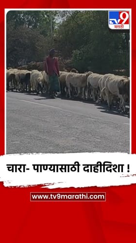 चारा- पाण्यासाठी चांदवड तालुक्यात मेंढपाळांची भटकंती....