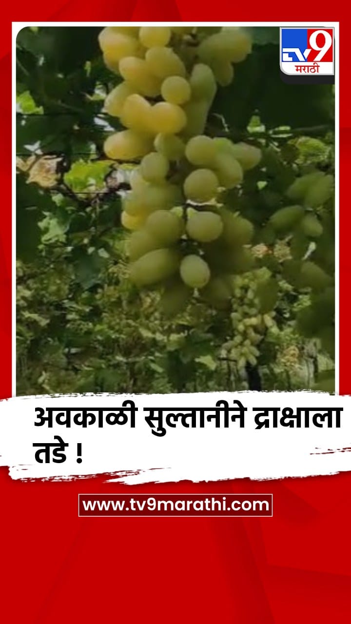 धाराशिवमध्ये अवकाळी पावसाने द्राक्ष फळांला तडे, शेतकरी संकटात