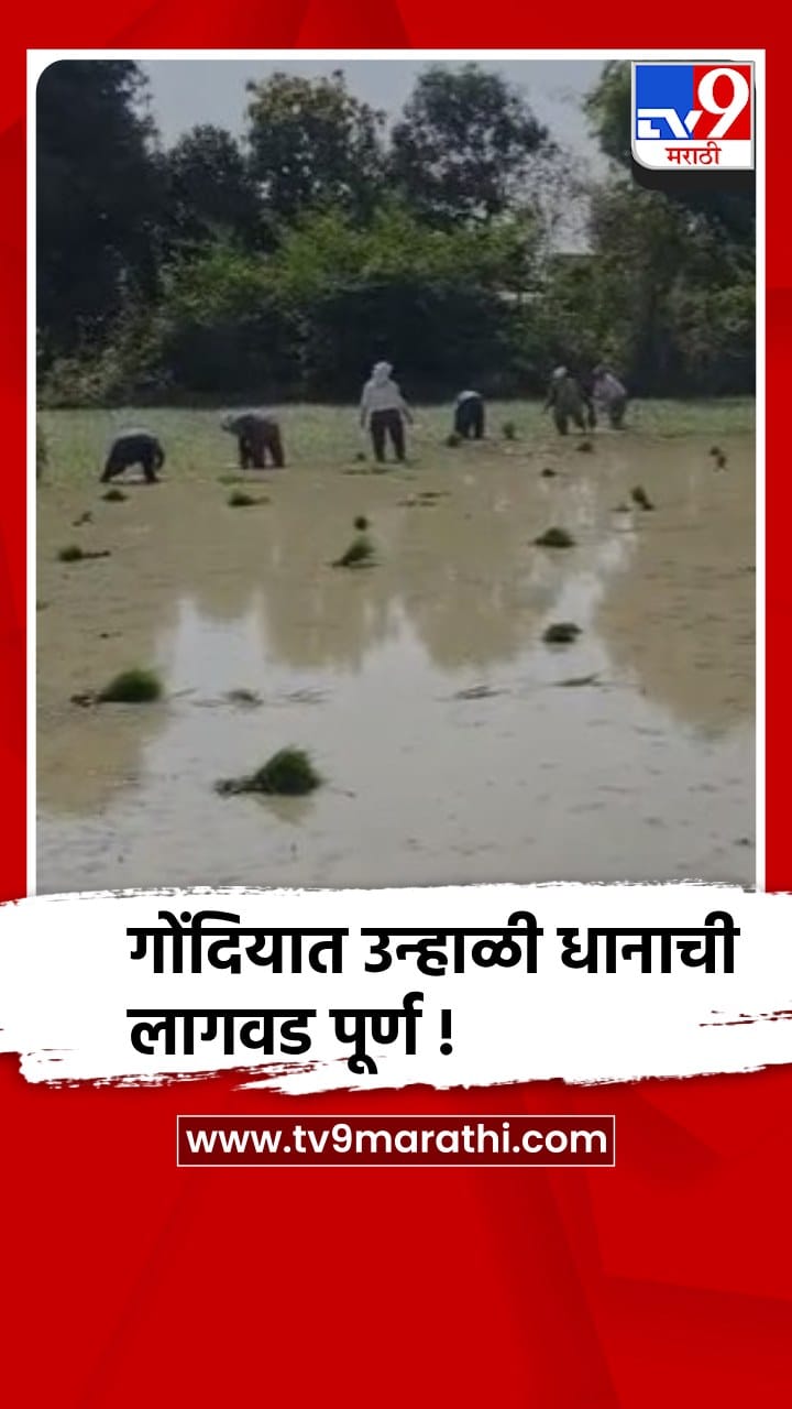 गोंदिया जिल्ह्यात 6,200 हेक्टरवर रब्बी हंगामाची धान नर्सरी....