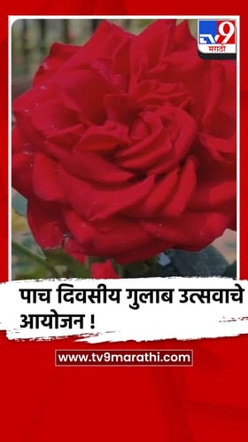 अमरावती महानगरपालिकेच्या उद्यानात पाच दिवसीय गुलाब उत्सवाचे आयोजन