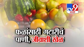 धक्कादायक! गटारीच्या पाण्याने धुतली फळं; वसई-विरारमधला व्हिडीओ व्हायरल.
