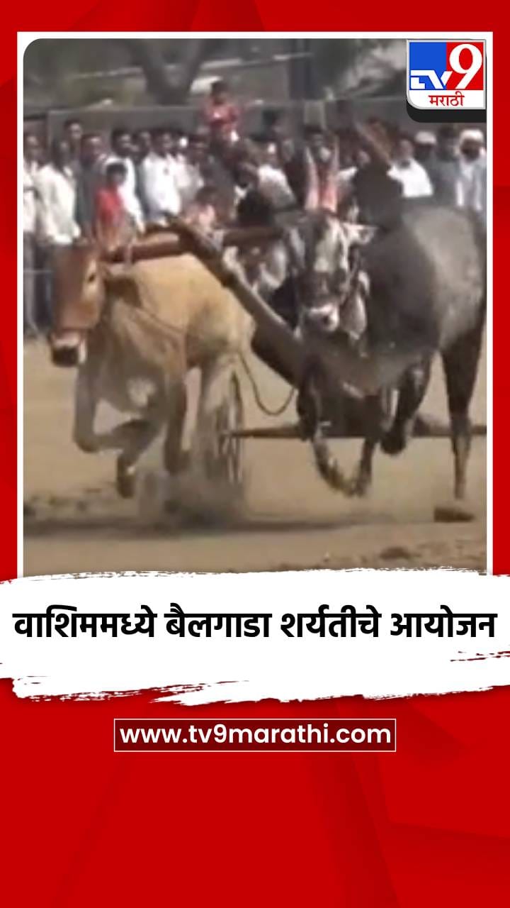 वाशिममध्ये बैलगाडा शर्यतीचे आयोजन