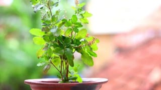 Vastu Shastra : घरातील तुळस अचानक वाळली तर ते शुभ की अशुभ? काय आहेत समज, गैरसमज?