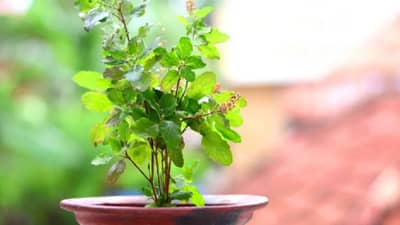 Vastu Shastra : घरातील तुळस अचानक वाळली तर ते शुभ की अशुभ? काय आहेत समज, गैरसमज?