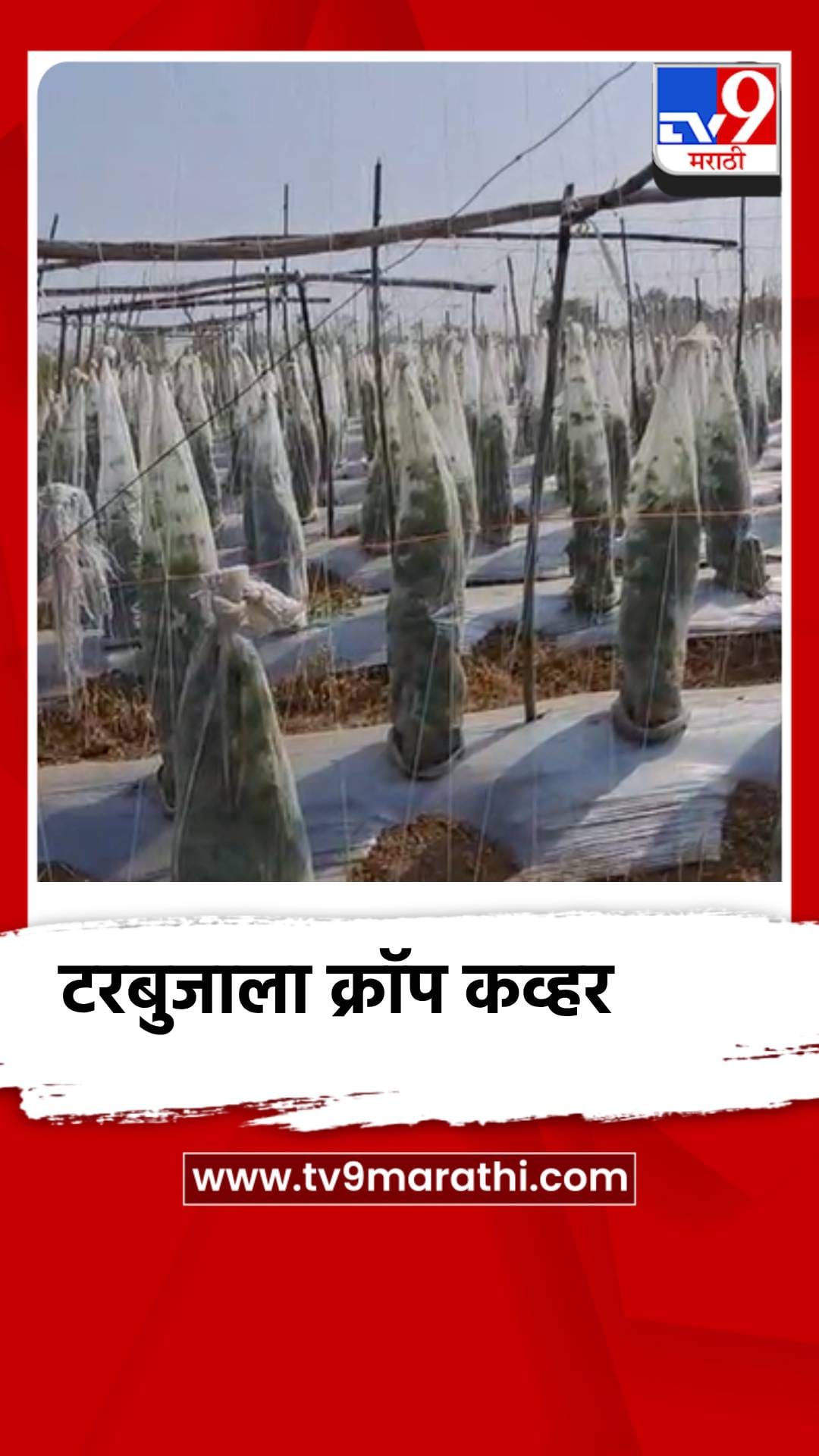 टरबूजाच्या संरक्षणासाठी अनोखी शक्कल, तंत्रज्ञानाचा हटके वापर