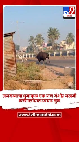 रानगव्याचा धुमाकूळ एक जण गंभीर जखमी, रुग्णालायात उपचार सुरु.