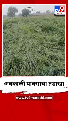 यवतमाळ जिल्ह्याला अवकाळी पावसानं झोडपलं, पिकांचं मोठं नुकसान.