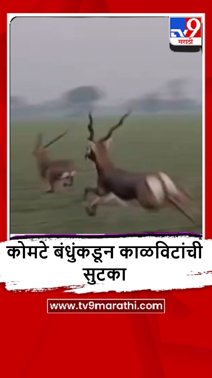 Yeola : कोटमगावमध्ये काळवीटांची यशस्वी सुटका, नक्की काय झालं?