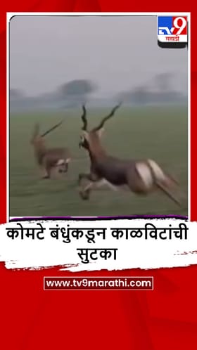 Yeola : कोटमगावमध्ये काळवीटांची यशस्वी सुटका, नक्की काय झालं?.