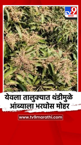 येवला तालुक्यात थंडीमुळे आंब्याला भरघोस मोहर; शेतकऱ्यांना उत्पादन वाढीची आशा