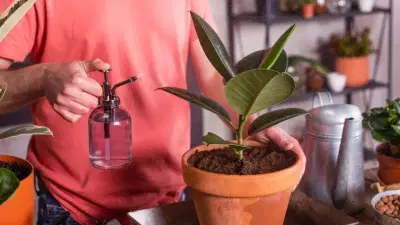 घराच्या मुख्य प्रवेशद्वारा जवळ ही 4 रोपं लावल्याने एका रात्रीत बदलेल तुमचं नशीब