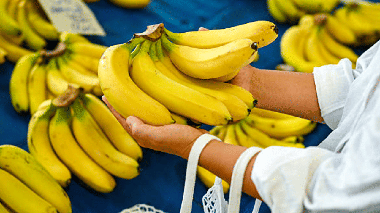 मात्र, या फायदेशीर फळाचा जास्तीत जास्त लाभ मिळवण्यासाठी ते योग्य वेळी खाणे महत्त्वाचे आहे. व्यायामाच्या ३० ते ६० मिनिटे आधी केळी खाल्ल्यास स्नायूंना आवश्यक ऊर्जा मिळते.