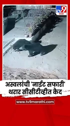 भंडाऱ्याच्या चप्राड पहाडीवर अस्वलांची 'नाईट सफारी', थरार सीसीटीव्हीत कैद.