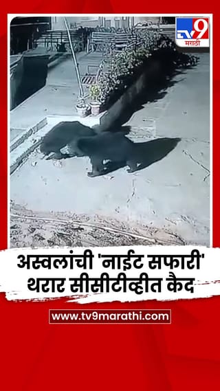 भंडाऱ्याच्या चप्राड पहाडीवर अस्वलांची ‘नाईट सफारी’, थरार सीसीटीव्हीत कैद