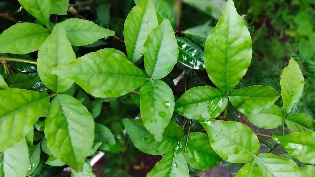 बेलाच्या पानांचे हे आहेत 5 जबरदस्त फायदे, आरोग्यासाठी ठरेल फायदेशीर