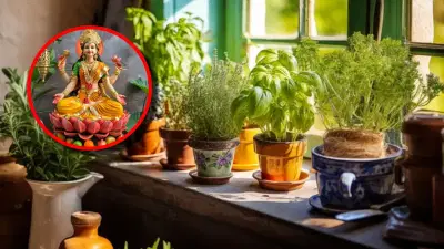 घरामध्ये कोणते House Plant ठेवल्यामुळे सुख समृद्धी नांदते?