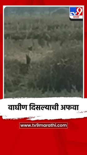 बछड्यासह वाघीण दिसल्याची अफवा, भंडाऱ्यात भीतीचे वातावरण.