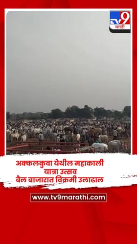 अक्कलकुवा येथील महाकाली यात्रा उत्सव, बैल बाजारात विक्रमी उलाढाल.