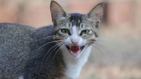 Vastu Shastra : घरात वारंवार मांजर येणं? कोणत्या गोष्टीचा असतो संकेत.