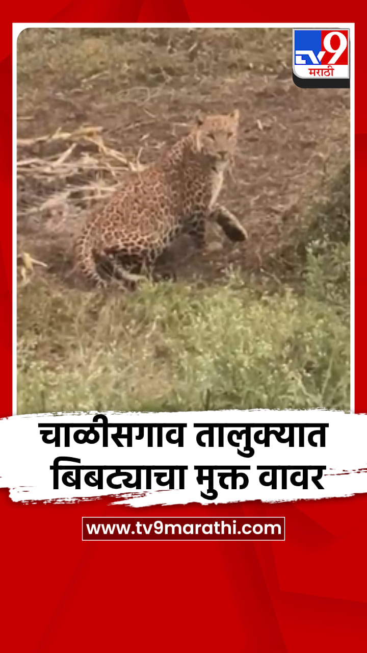 चाळीसगाव तालुक्यात बिबट्याचा मुक्त वावर, ग्रामीण भागात दहशतीचे वातावरण