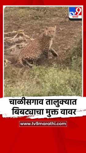 चाळीसगाव तालुक्यात बिबट्याचा मुक्त वावर, ग्रामीण भागात दहशतीचे वातावरण.