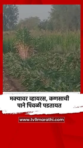 मक्यावर व्हायरस, कणसाची पाने पिवळी पडतायत.