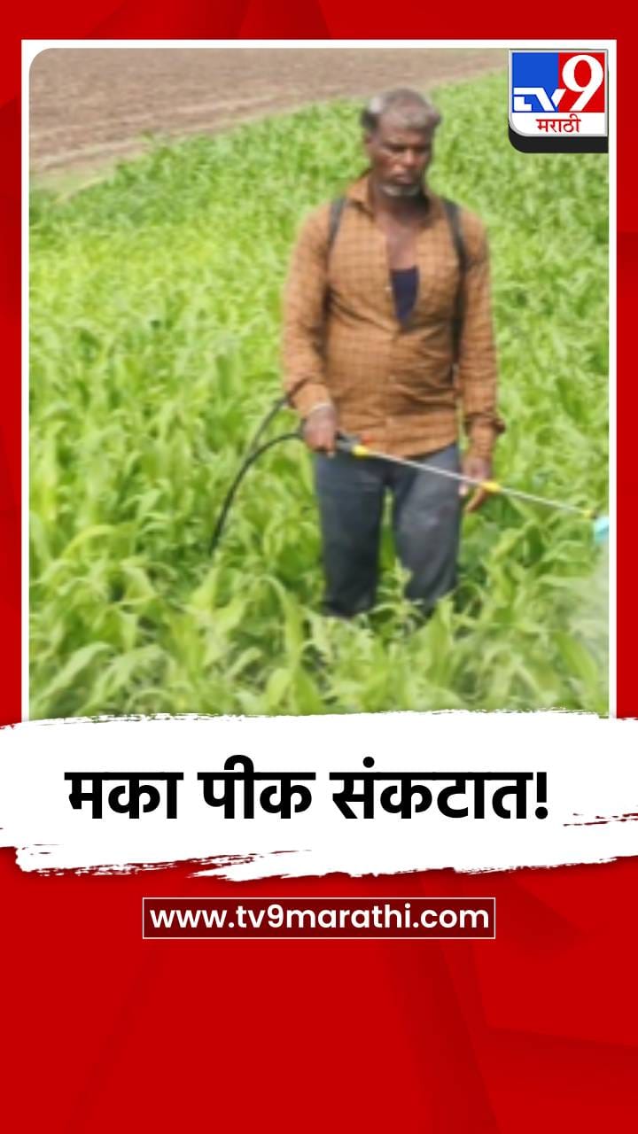 धुळ्यात मका पिकावर लष्करी अळीचा प्रादूर्भाव